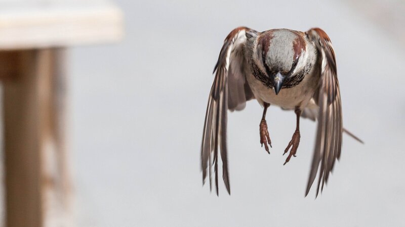 Sparrow in Flight — Gray
