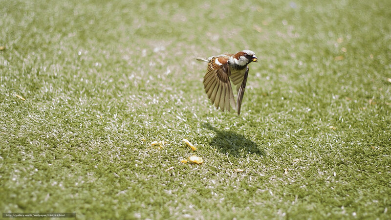 Sparrow in Flight — Green, Calm, Afternoon