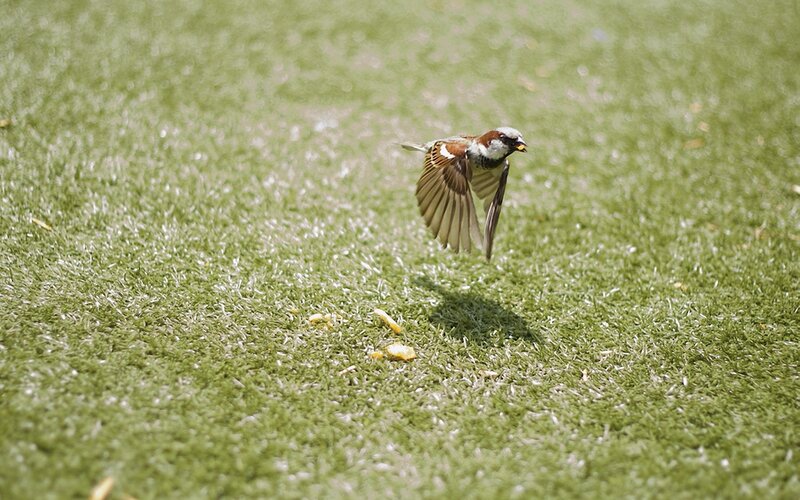 Sparrow in Flight — Green, Calm