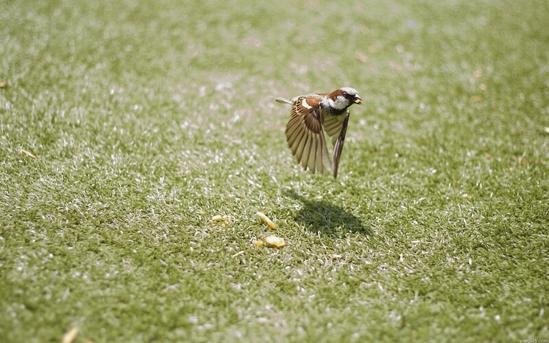 Sparrow in Flight — Green