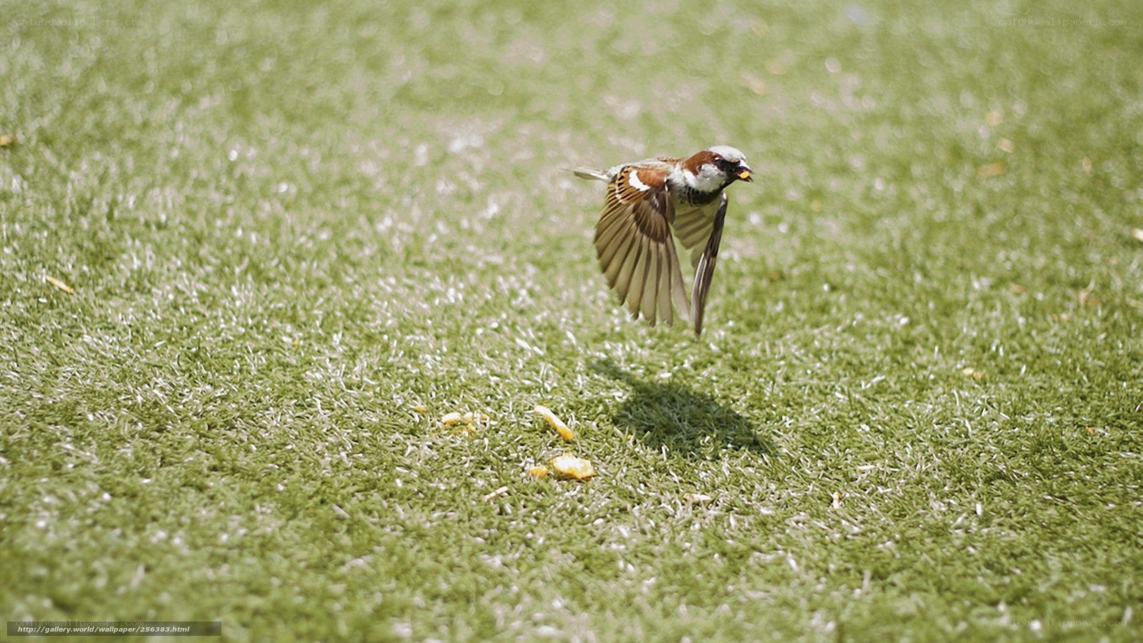 Sparrow in flight over grass