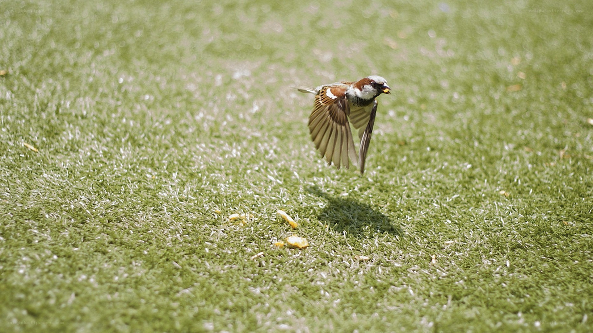 Sparrow in flight over grass
