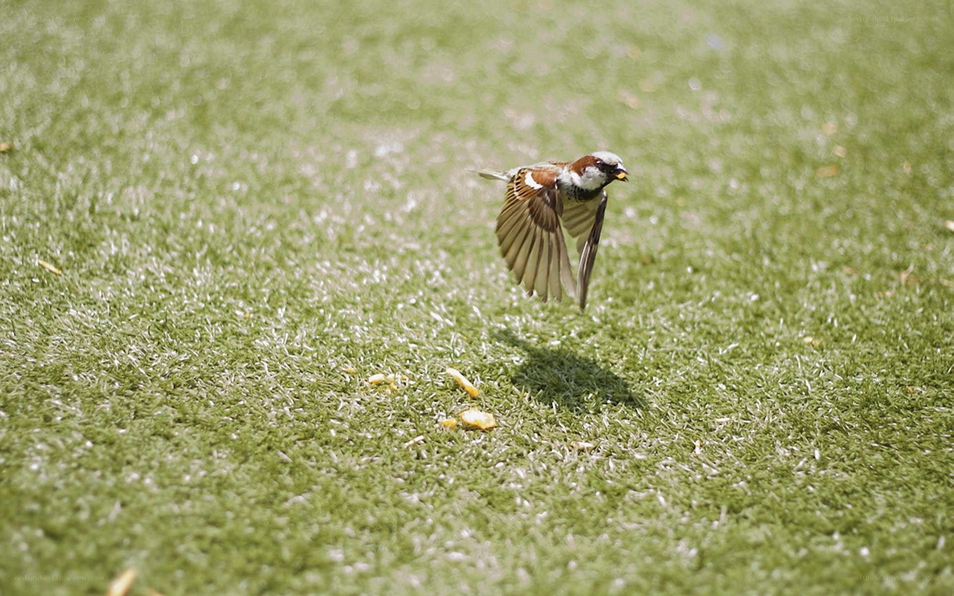 Sparrow in flight over grass