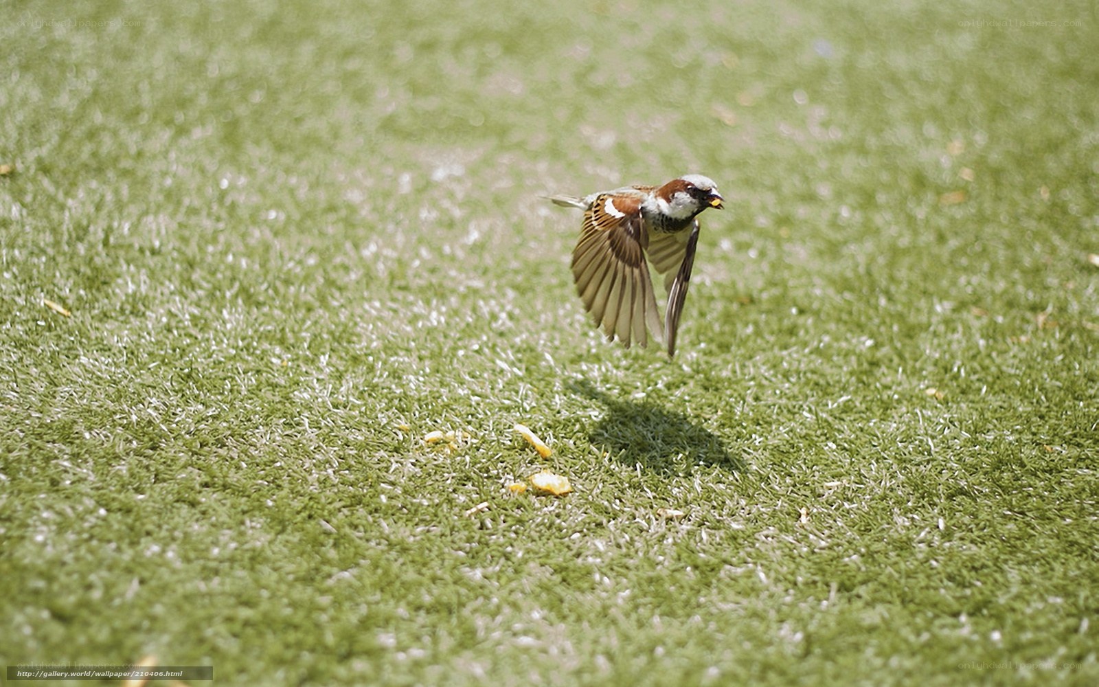 Sparrow in flight over grass