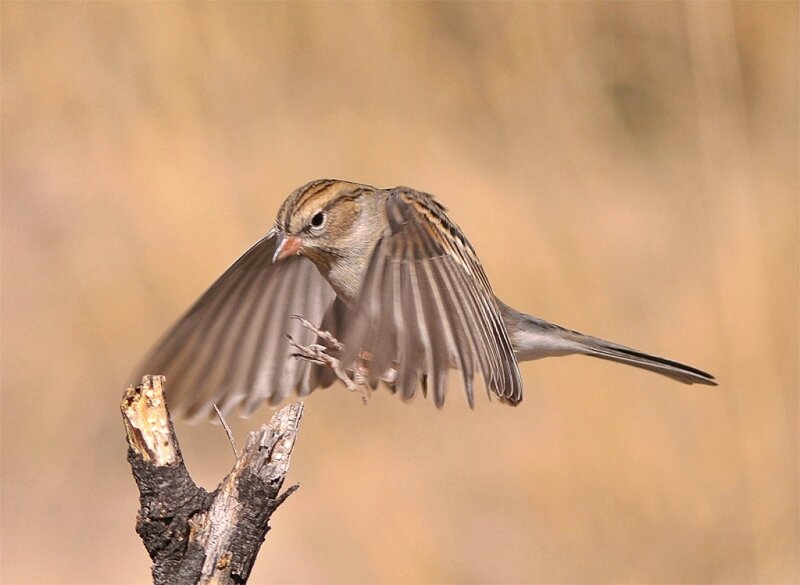 Sparrow in Flight
