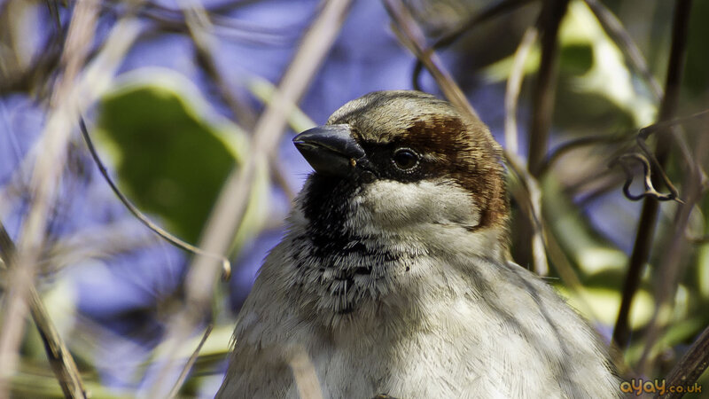 Sparrow in Foliage