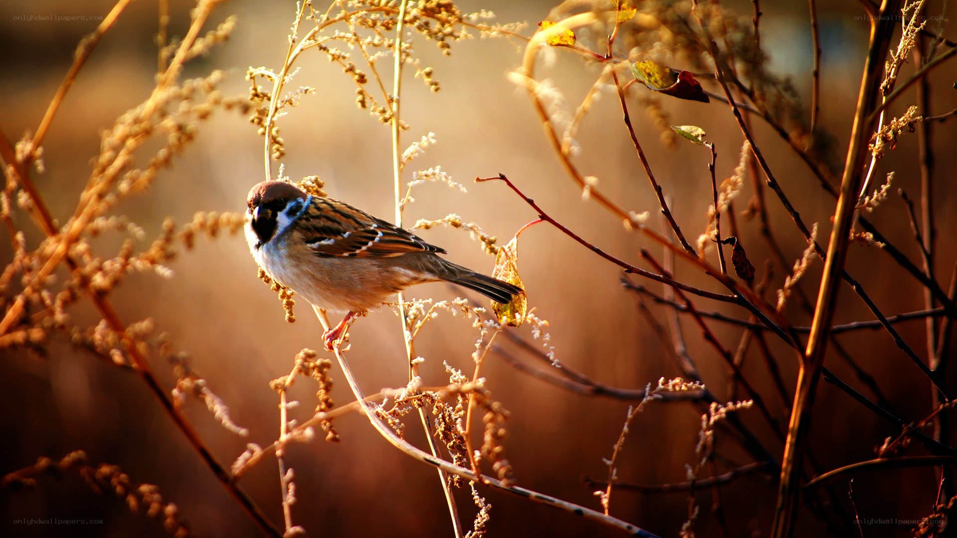 sparrow in golden light