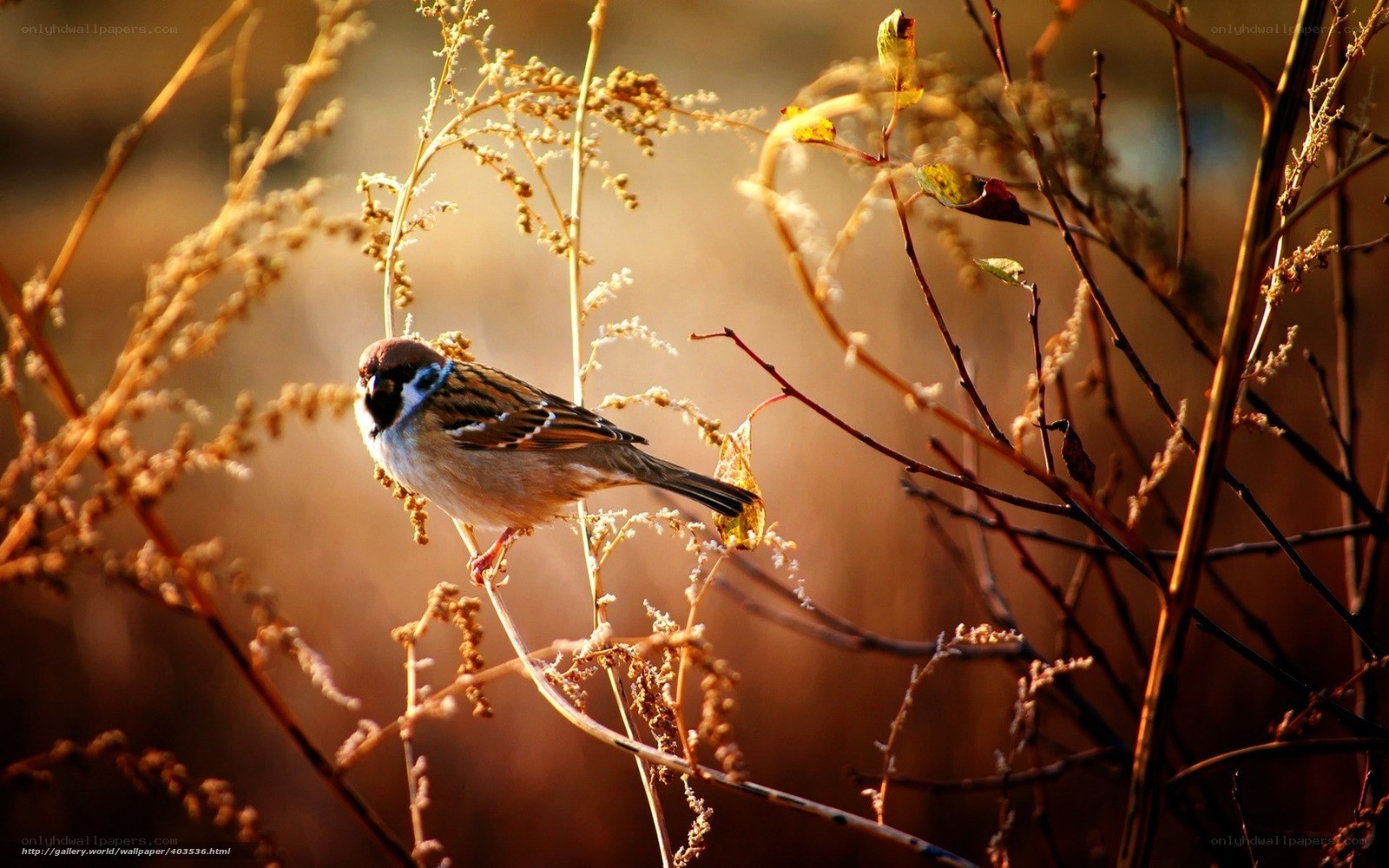 sparrow in golden light