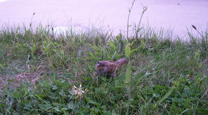 Sparrow in Grass — Green