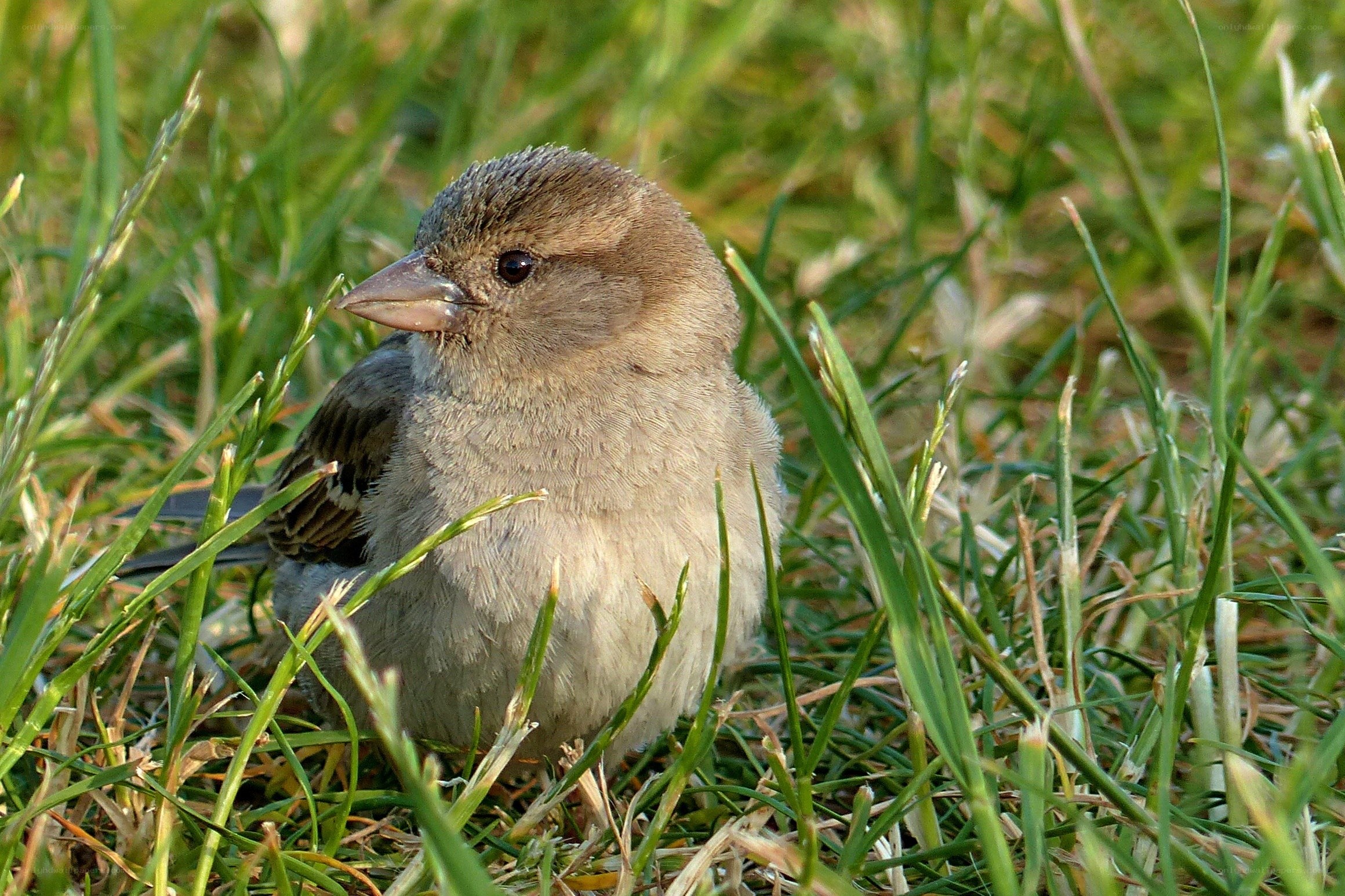 sparrow in grass