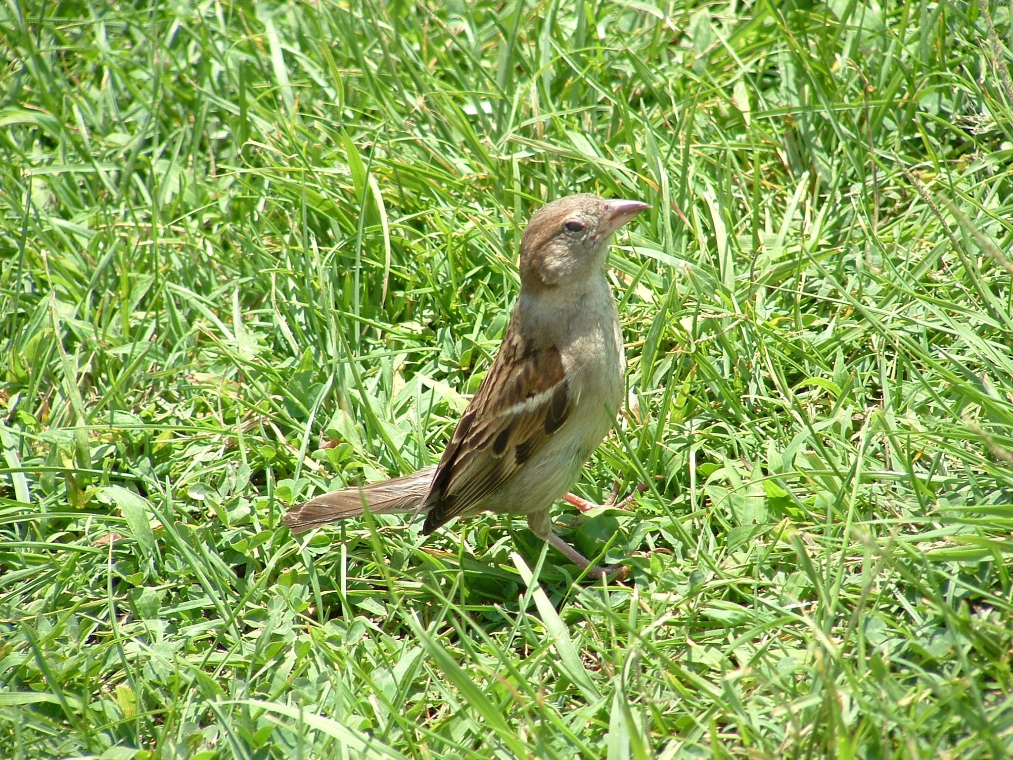 sparrow in green grass