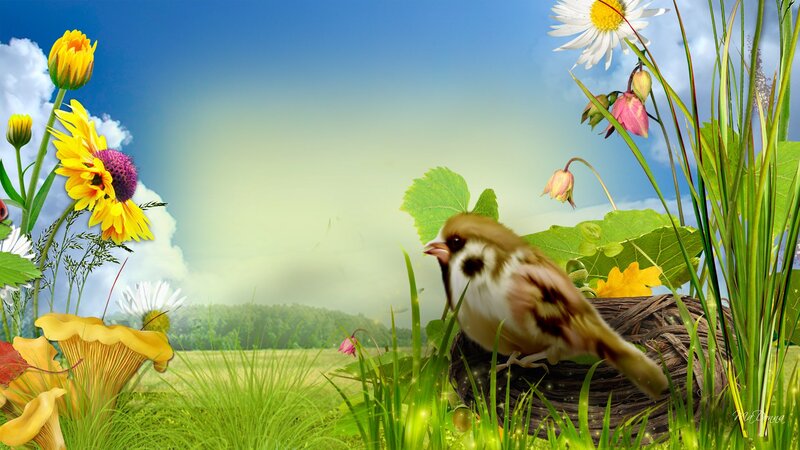 Sparrow in Nest
