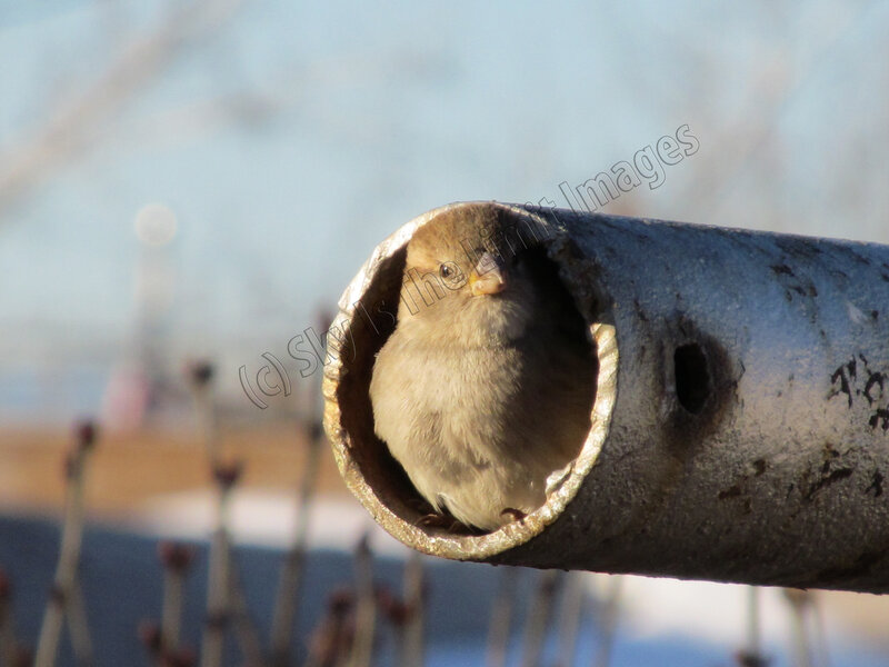 Sparrow in Pipe