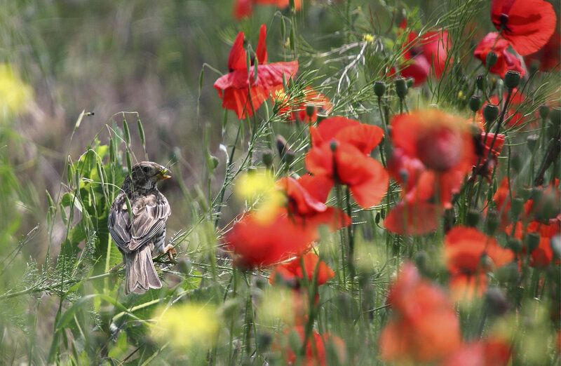 Sparrow in Poppy Field
