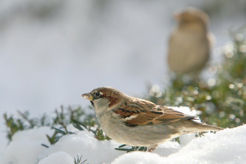 Sparrow in Snow