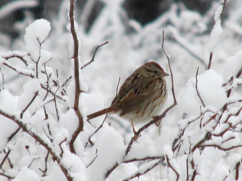 Sparrow in Snow — White, Cold