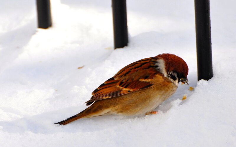 Sparrow in Snow — White