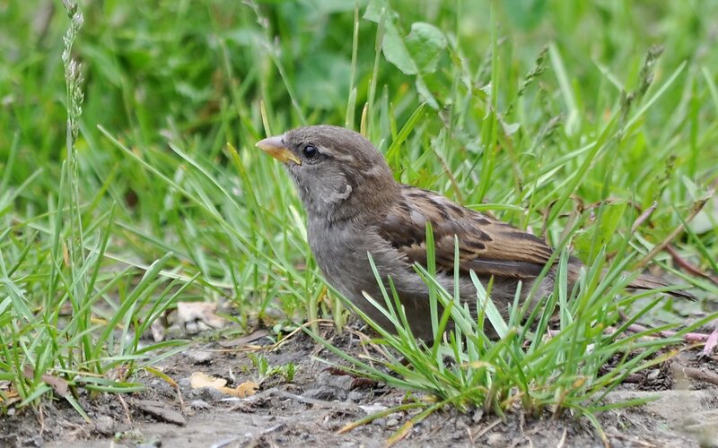sparrow in the grass