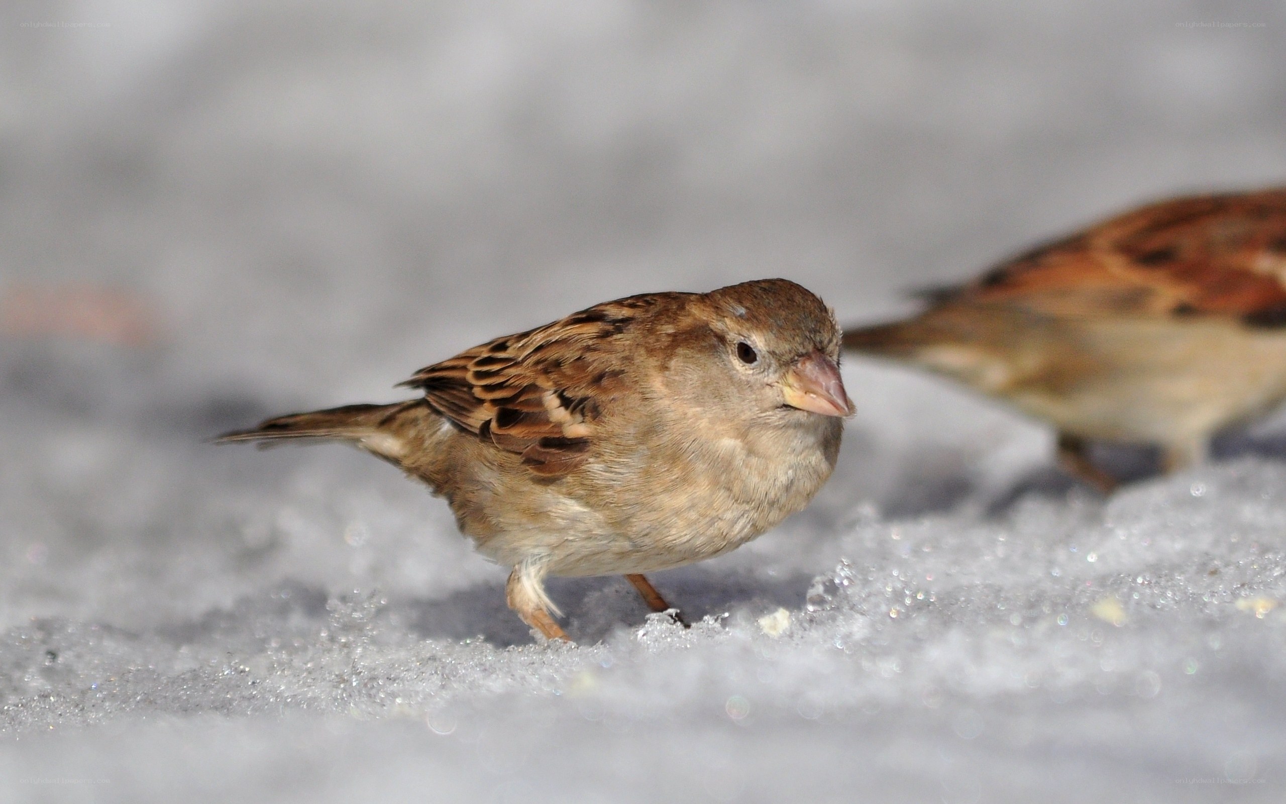 sparrow in the snow