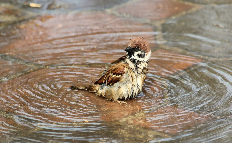 Sparrow in Water — Brown
