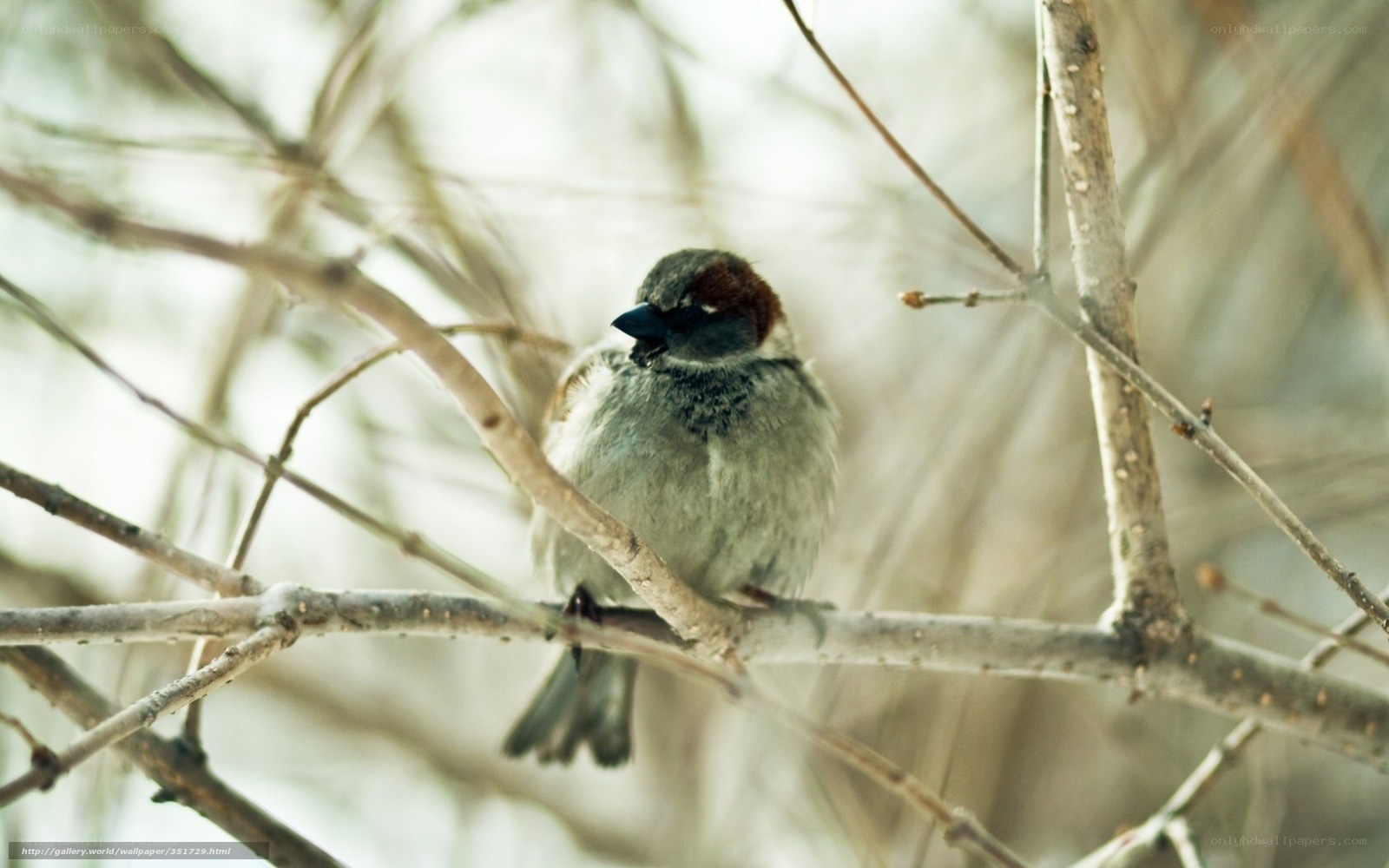 Sparrow on a bare branch