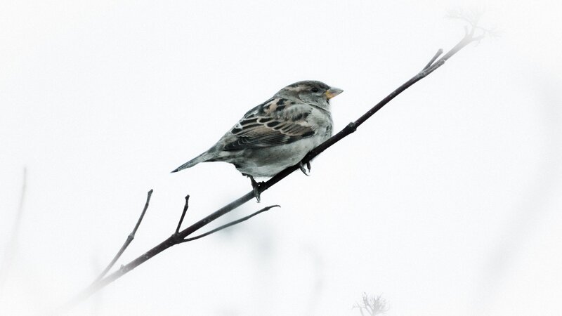 Sparrow on a bare branch