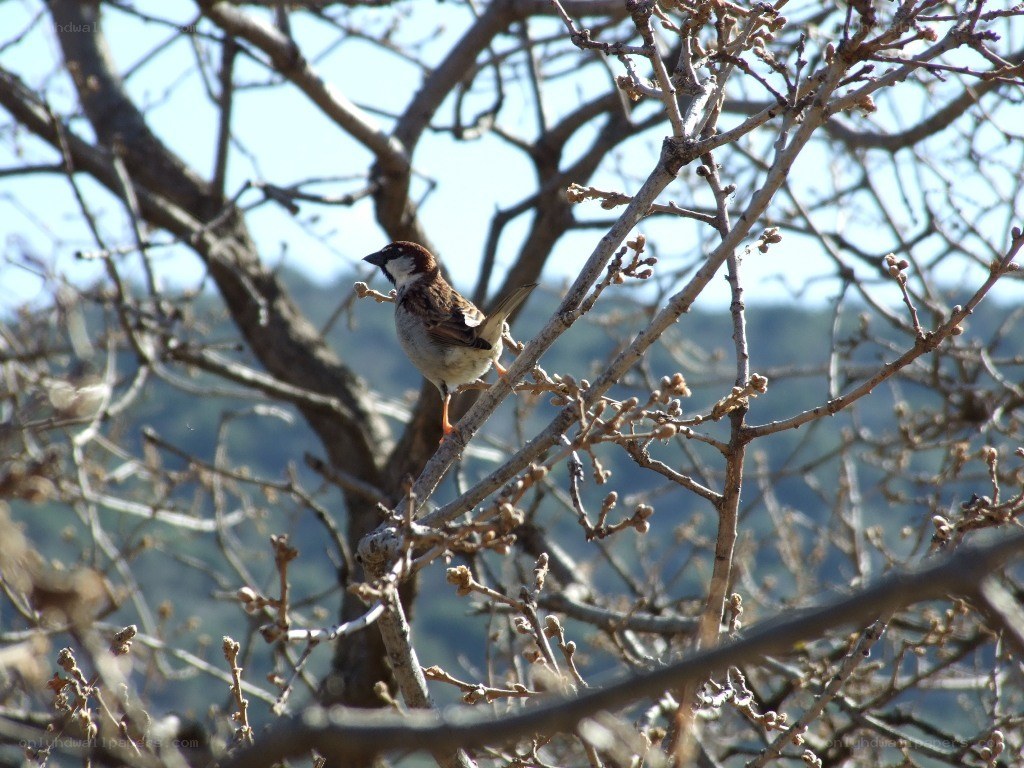 sparrow on a bare branch