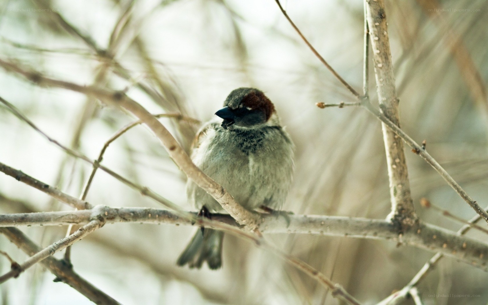 sparrow on a bare branch