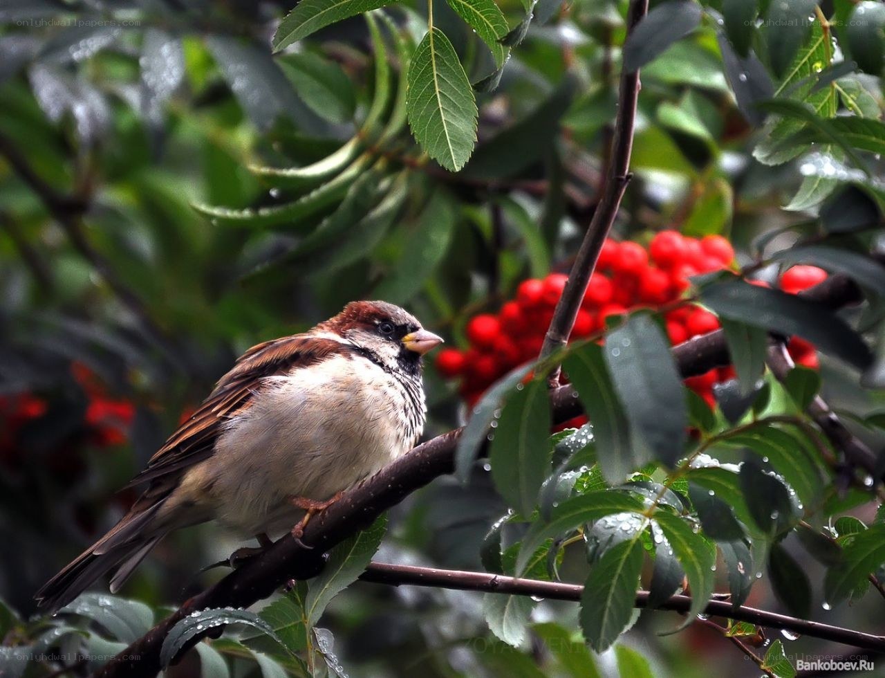 Sparrow on a berry branch