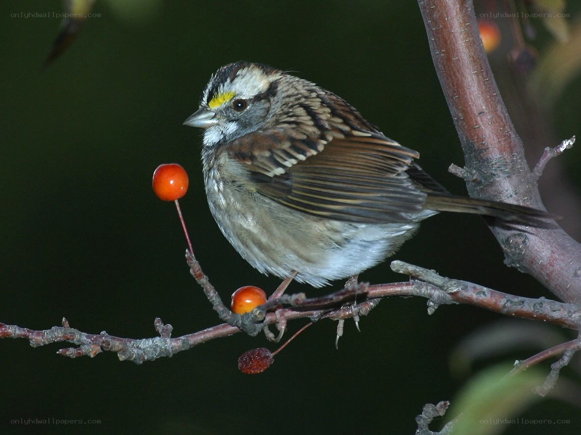 Sparrow on a berry branch