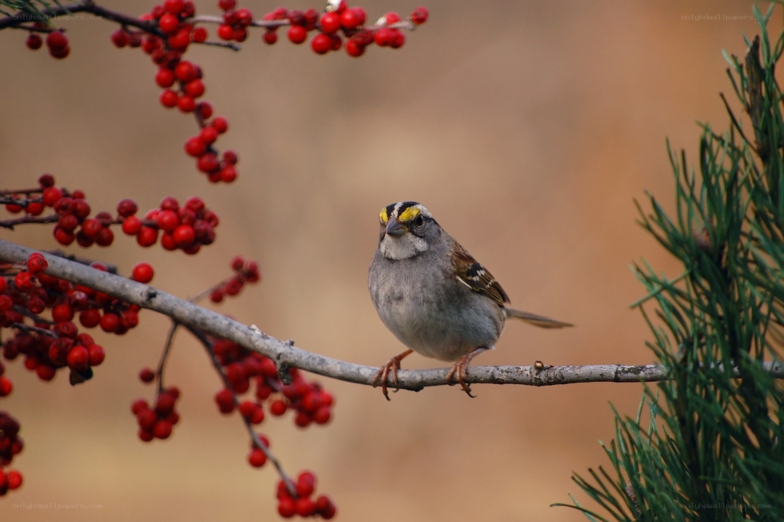 sparrow on a berry branch