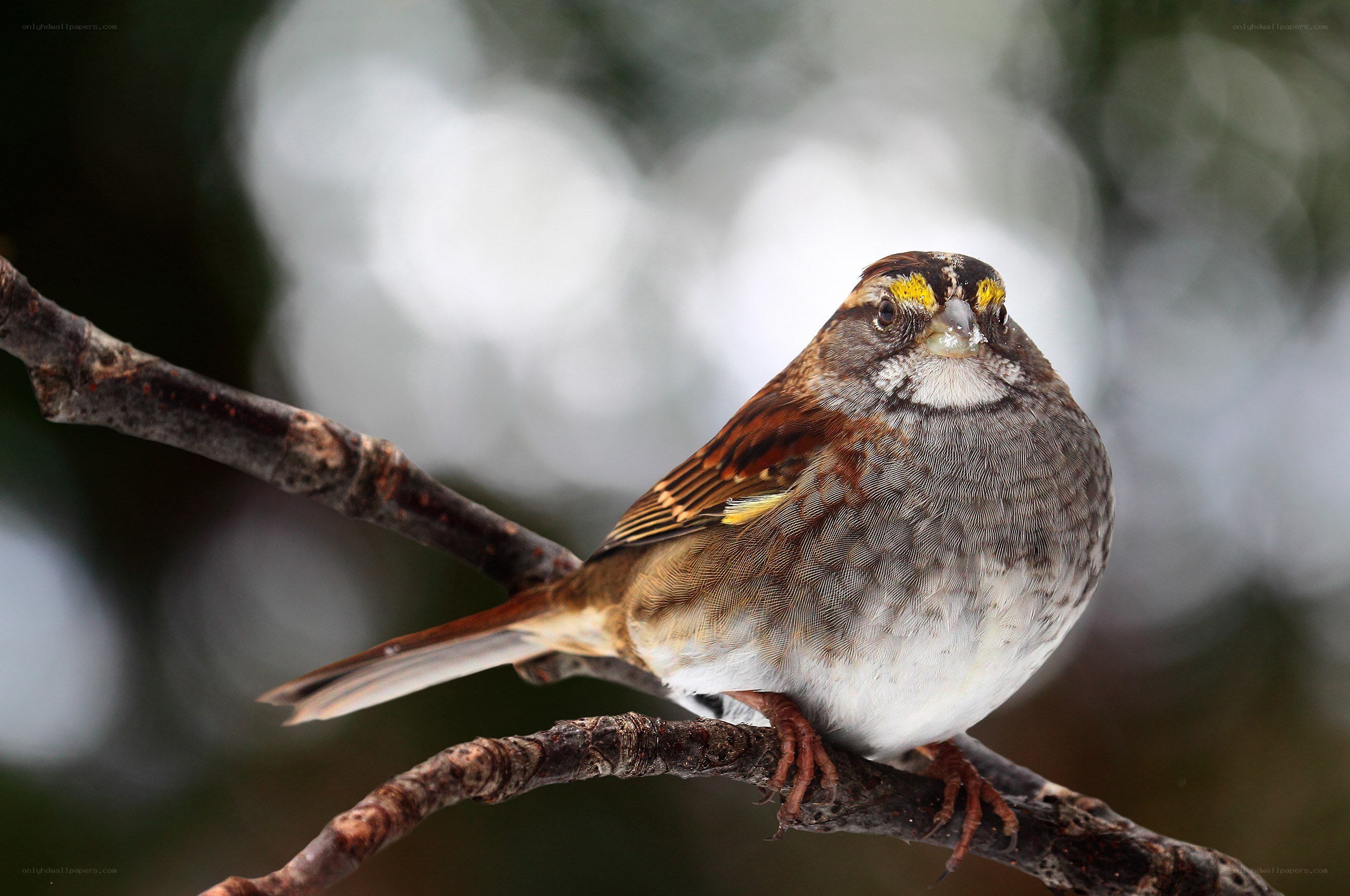 sparrow on a branch