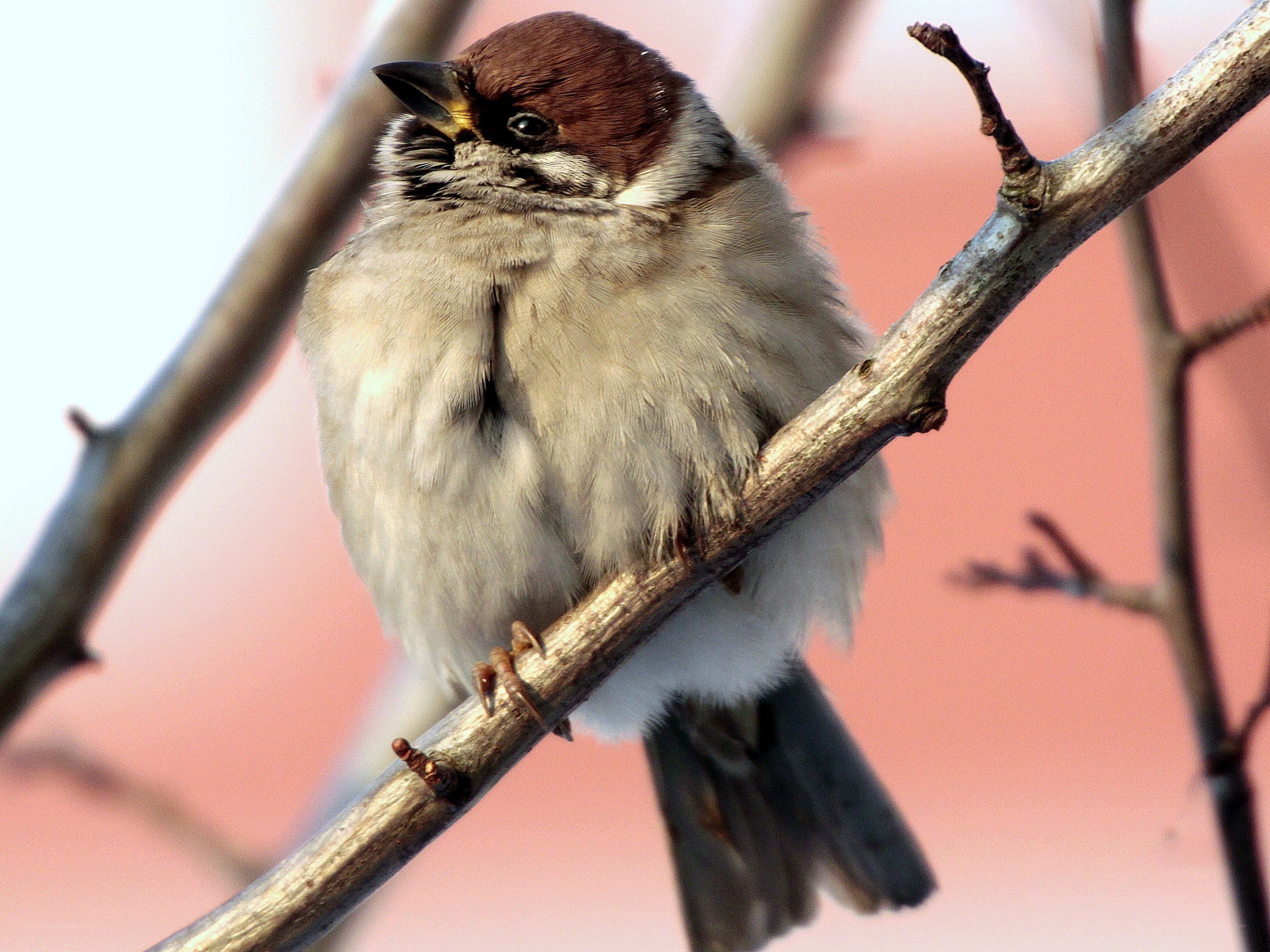 sparrow on a branch