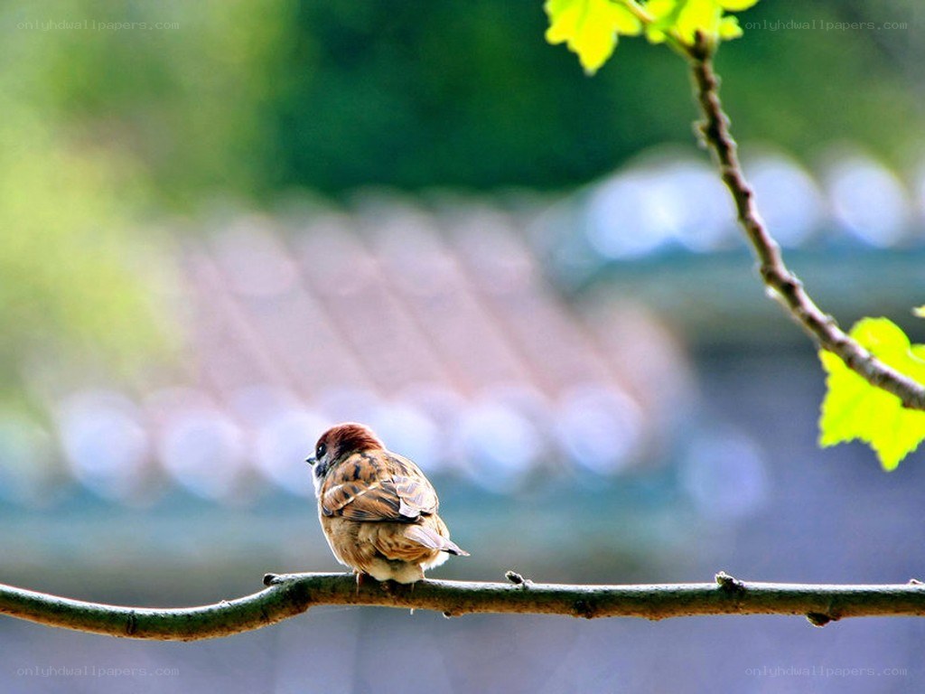 Sparrow on a branch