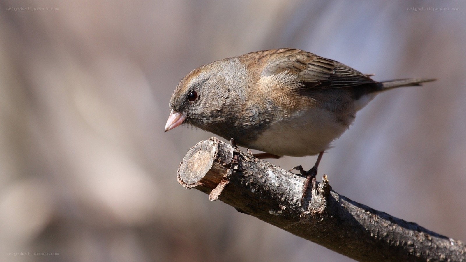 sparrow on a branch