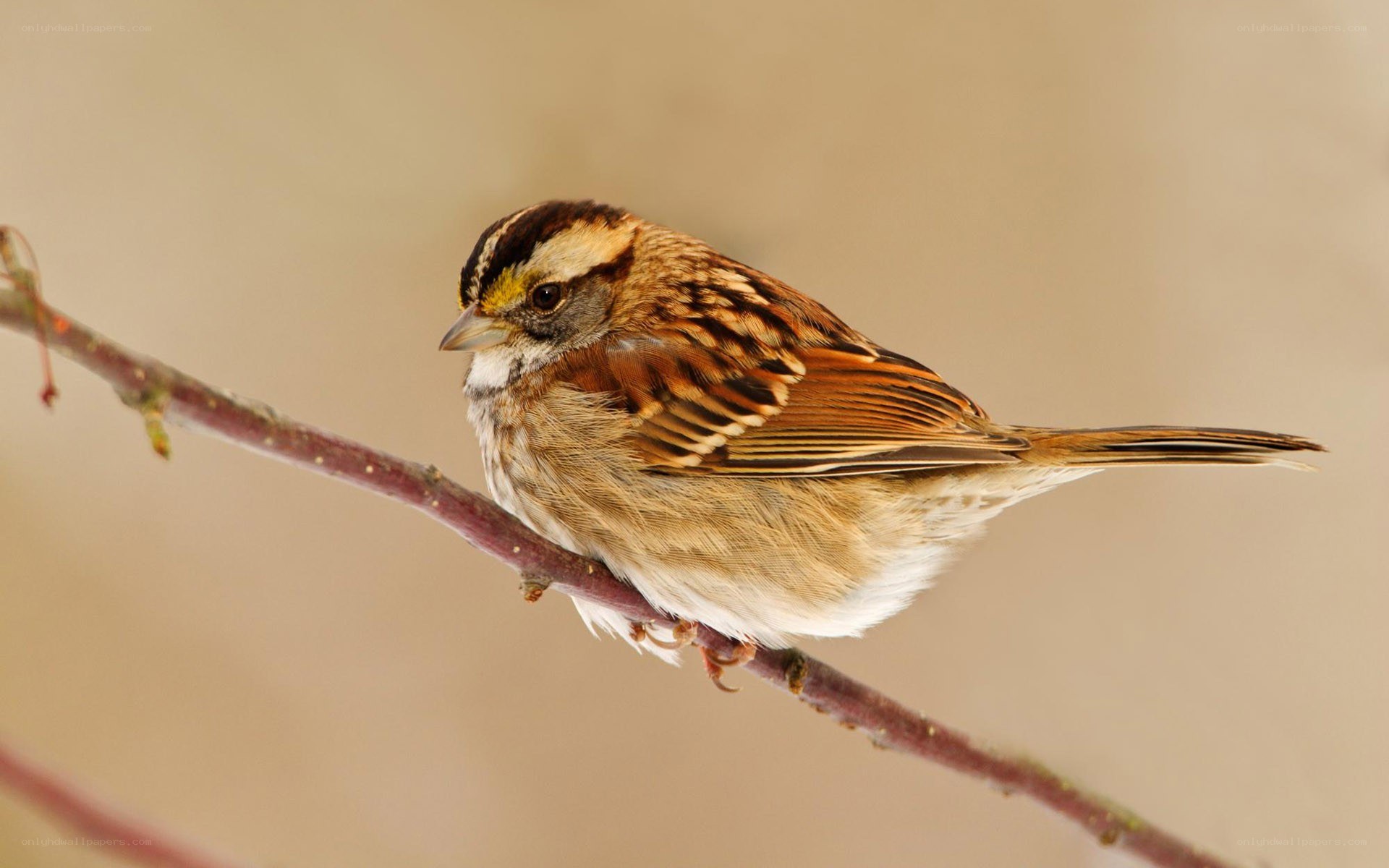 sparrow on a branch