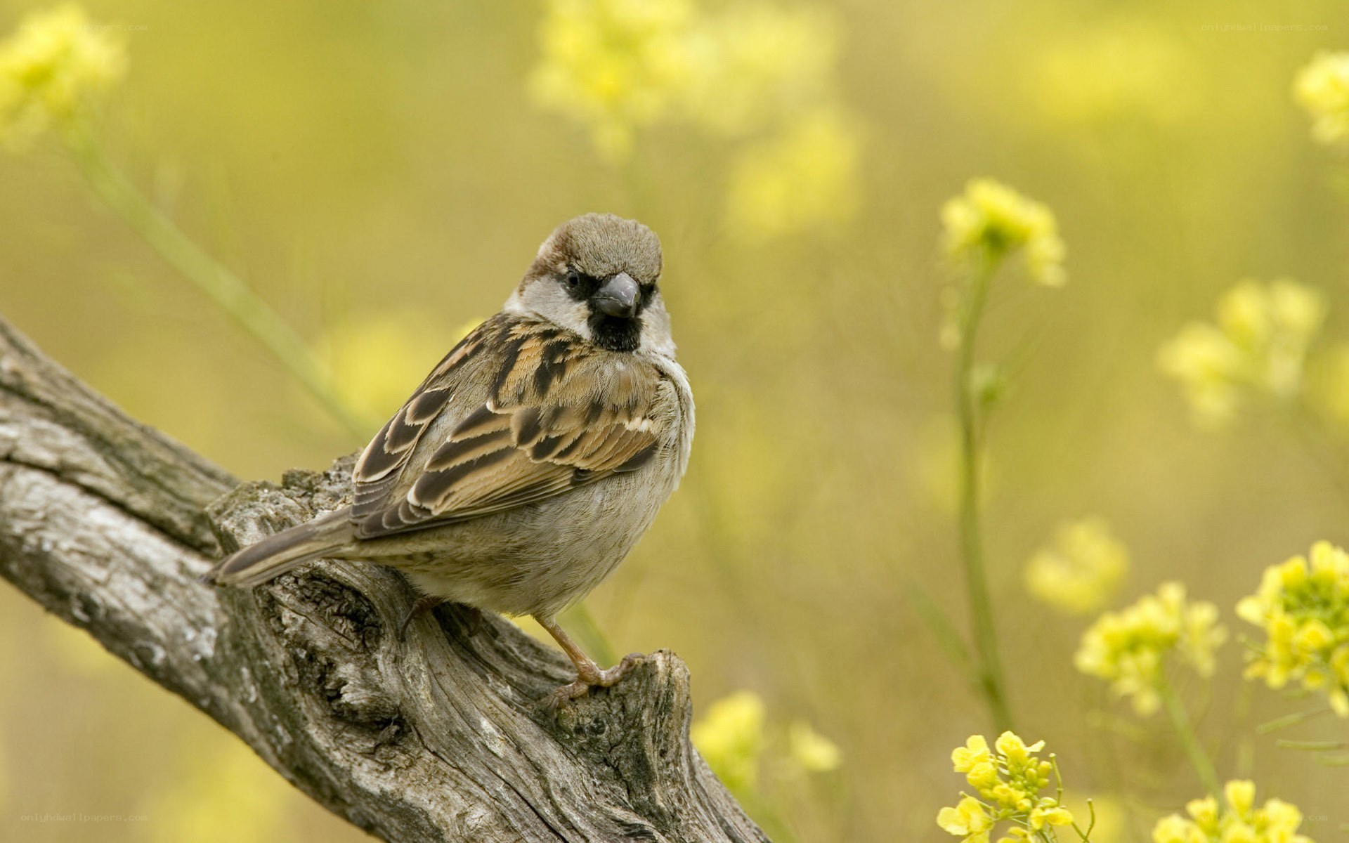 Sparrow on a branch