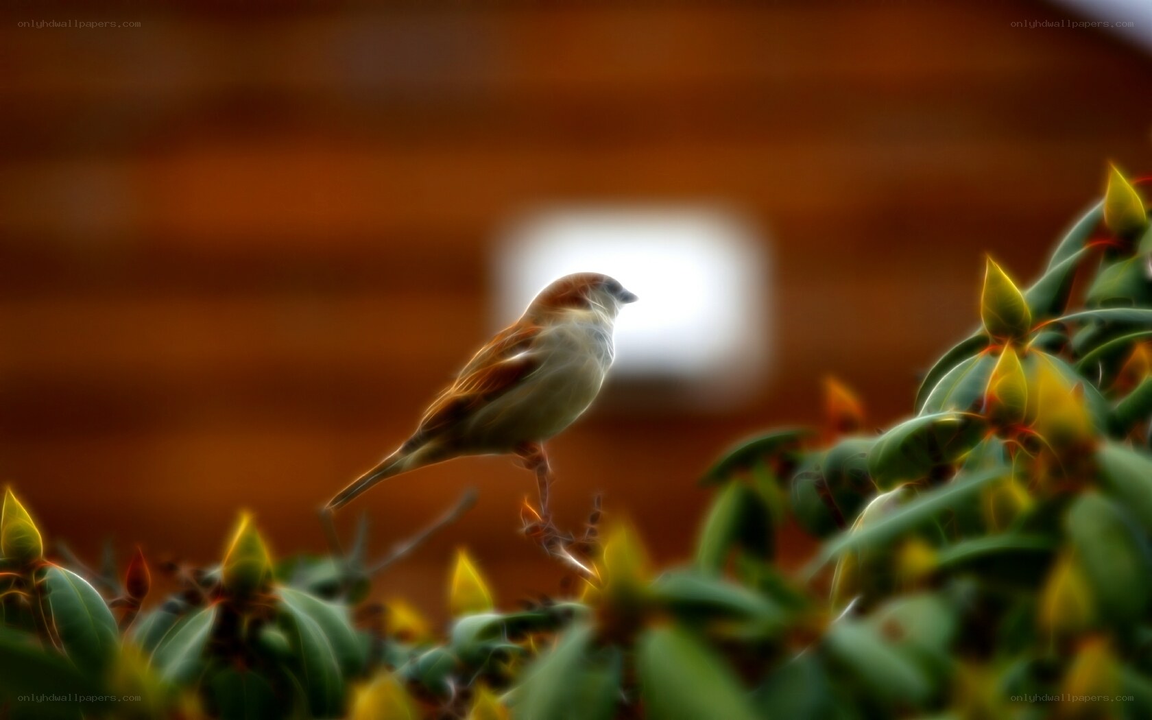 sparrow on a branch