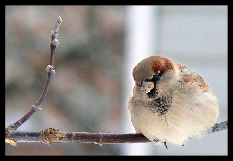Sparrow on a branch