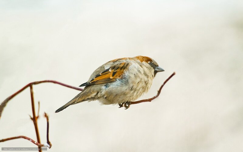 sparrow on a branch
