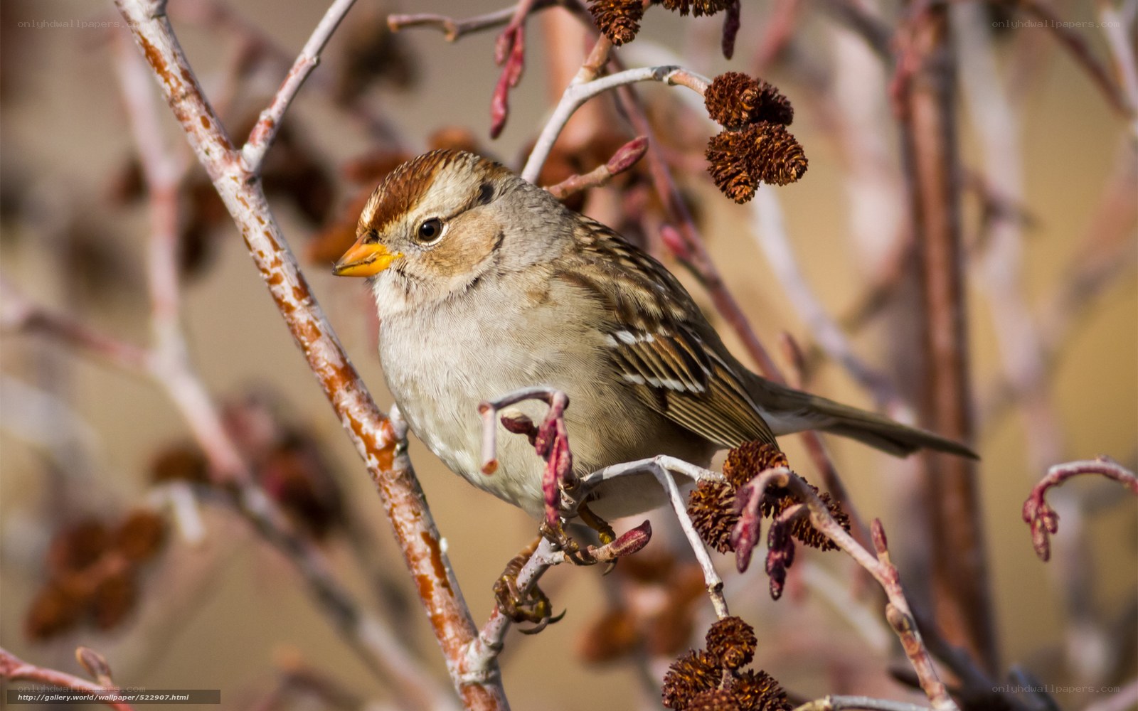 sparrow on a branch