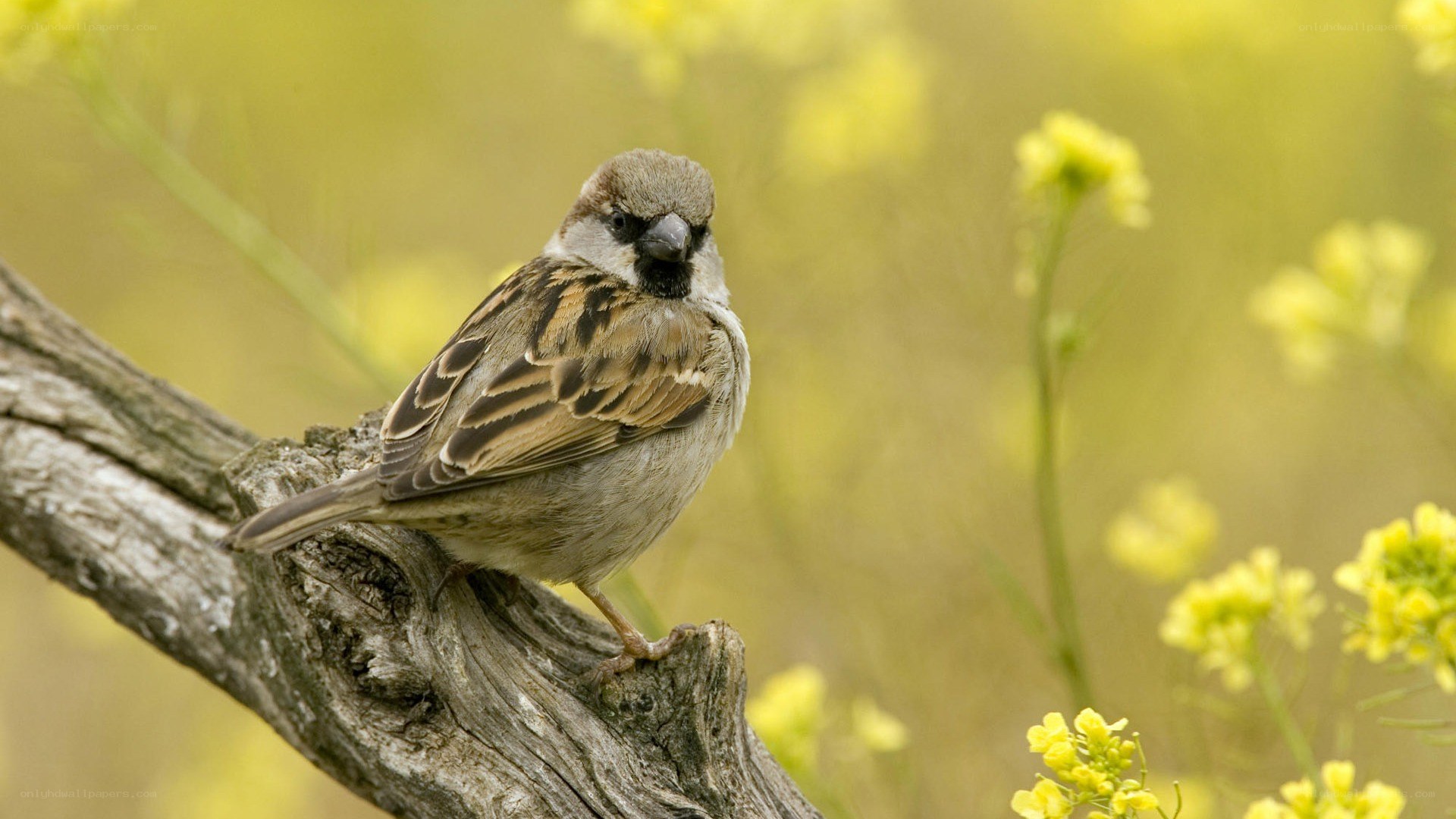 Sparrow on a branch