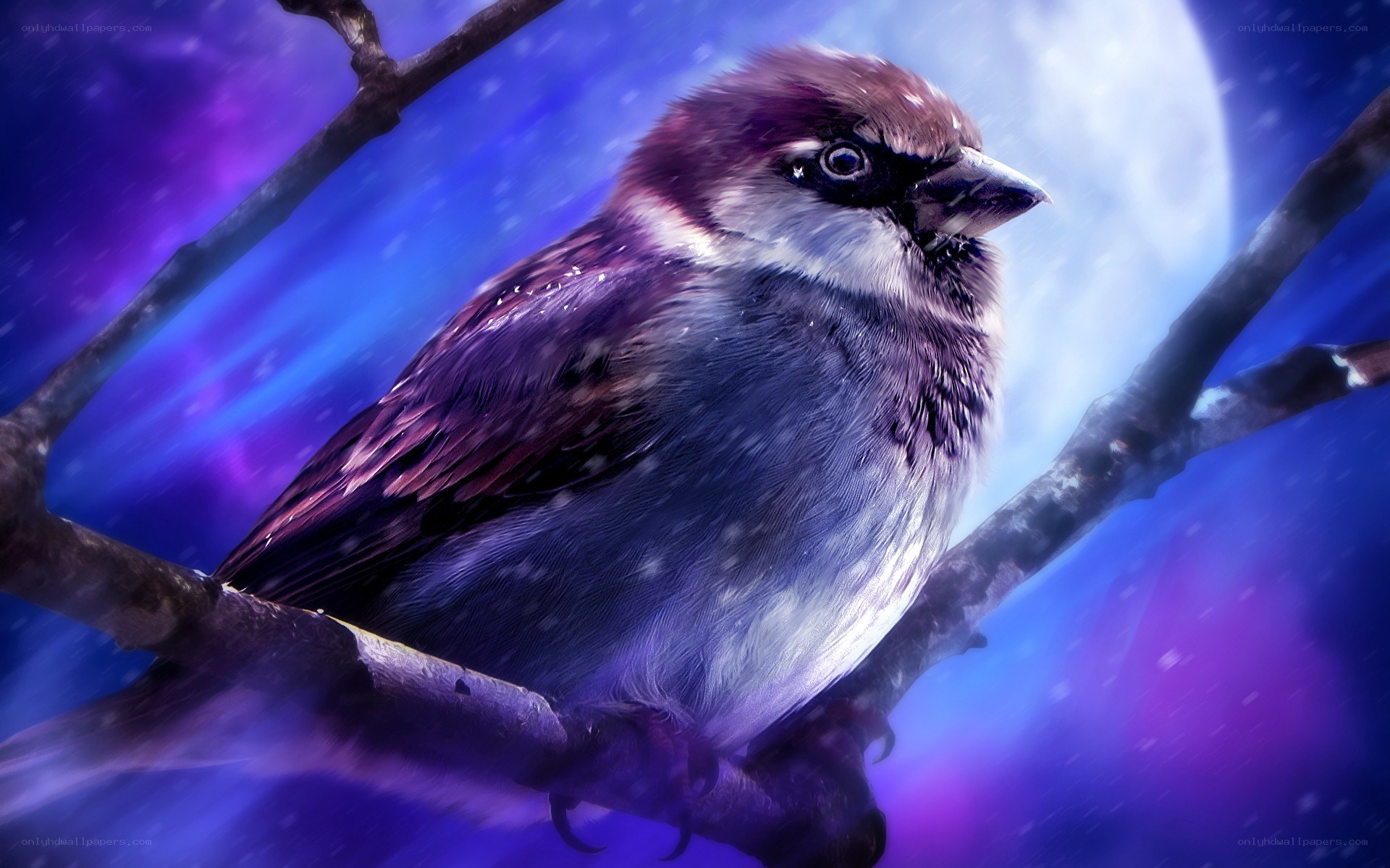 Sparrow on a branch at night