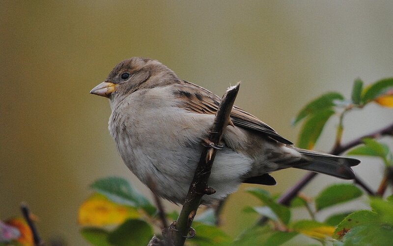Sparrow on a Branch — Brown, Calm, Autumn