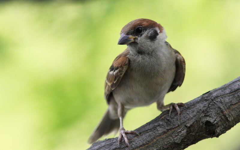 Sparrow on a Branch — Brown, Calm, Morning, Photograph, Green Background