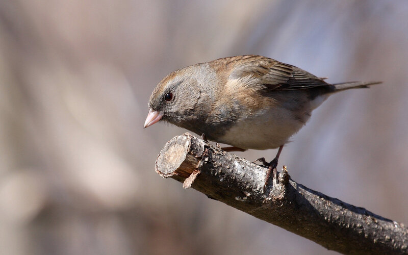 Sparrow on a Branch — Brown, Calm, Morning