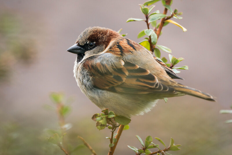 Sparrow on a Branch — Brown, Calm, Photograph, Leaves