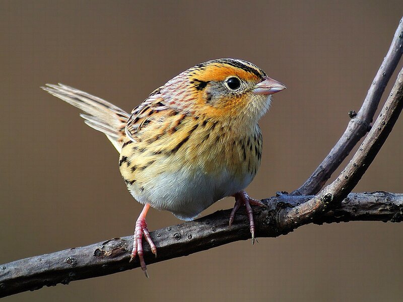 Sparrow on a Branch — Brown, Calm, Photograph