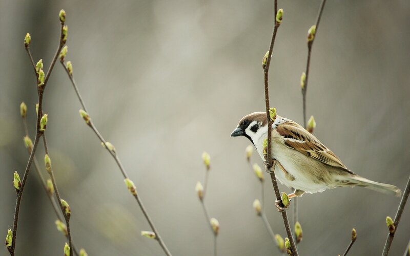 Sparrow on a Branch — Brown, Calm, Spring, Photograph, Buds