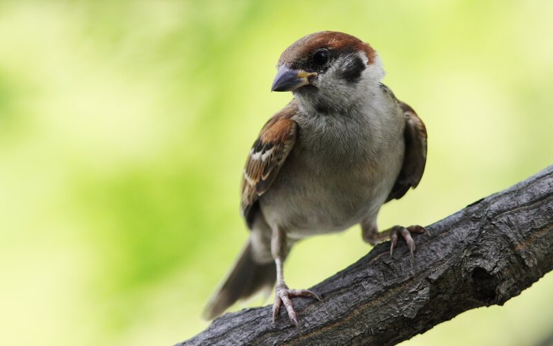 Sparrow on a Branch — Brown, Calm, Spring, Photograph, Green Background